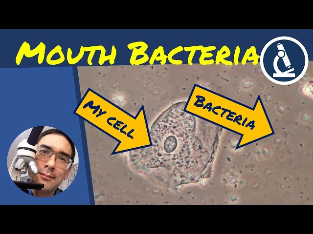bacteria in mouth under microscope