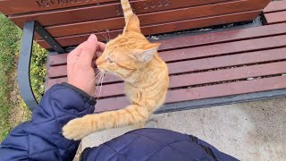 The little orange cat is very hungry, hugs my hand and asks for food.