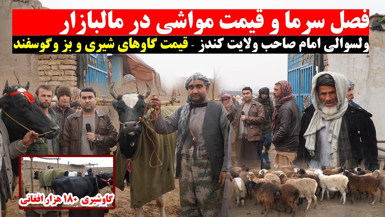 قیمت جدید مواشی در مالبازار ولسوالی امام صاحب کندز | نرخ زمستانی مواشی | گاو گوشتی وشیری| بز وگوسفند