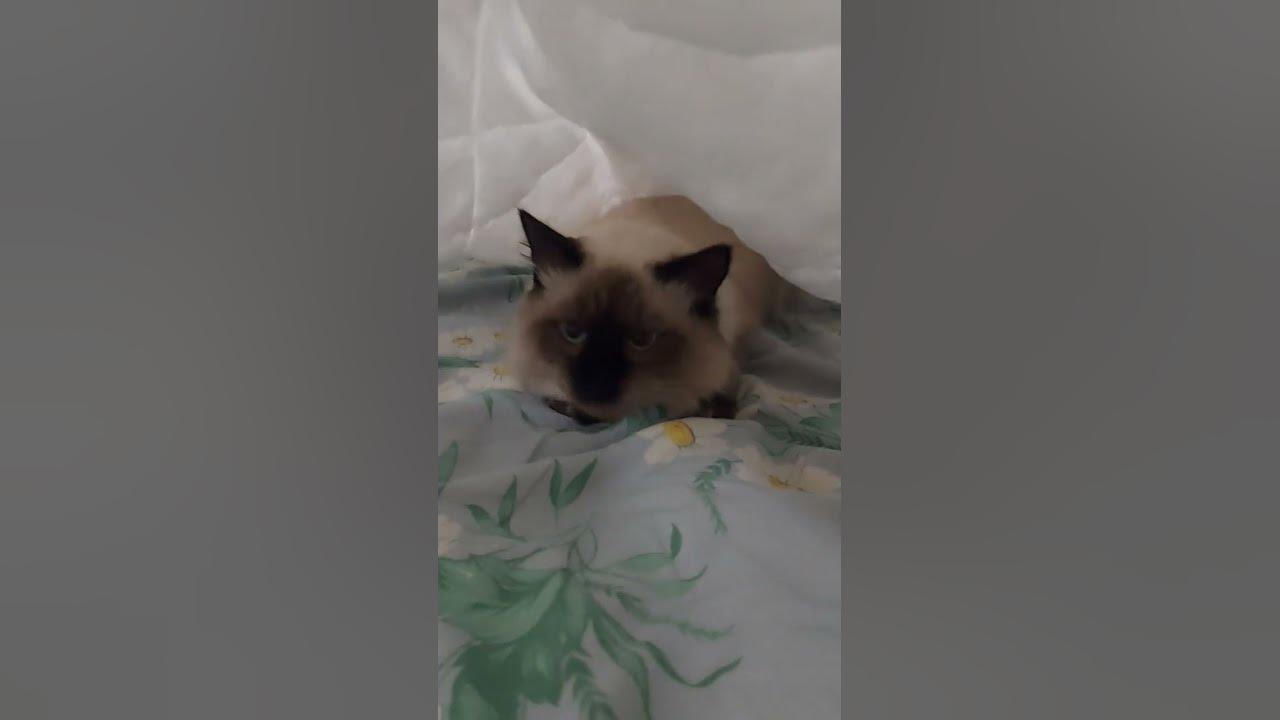 Котик, любит залазить под одеяло, когда я его заправляю. 😂😇 #котик # ...