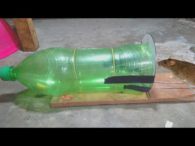 How to make rat trap with bottle: Easy rat trap ideas - Mouse trap homemade  