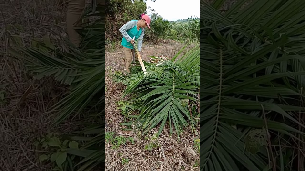 Menebang pokok kelapa  sawit  part 2 YouTube