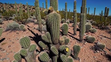 Xerophytes Unplugged: Mastering Desert Survival