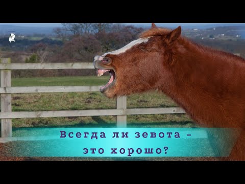 Почему лошади зевают?