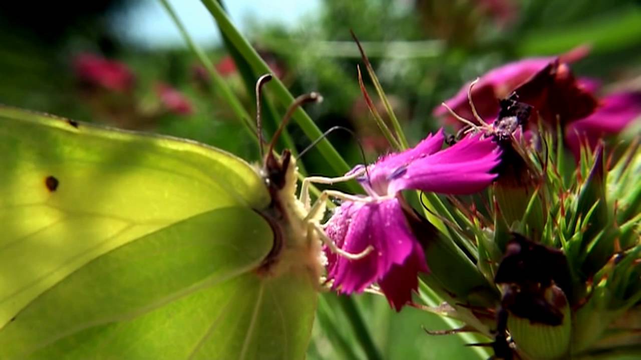 Cedronella Gonepteryx Rhamni