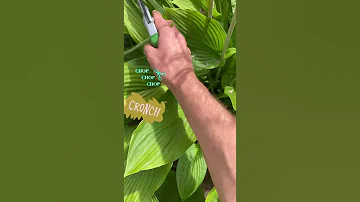 Trimming Hostas 