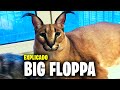 Tipo mano,O FLOPPA É MT FOFO : r/Gatos