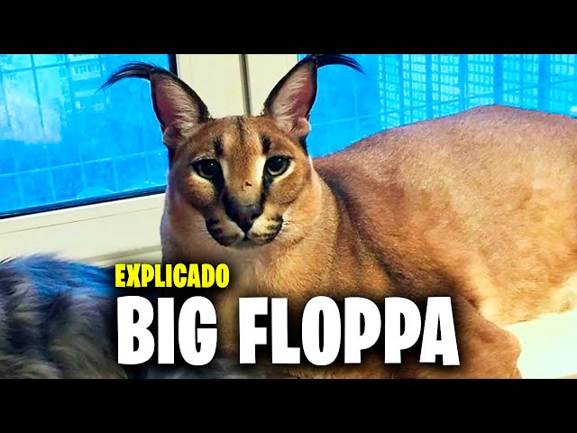 Quem é esse Gato Gigante? Meme Big Floppa 