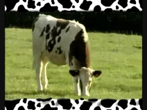 Mug Shot of woman in cow costume