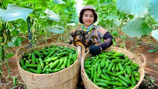 Harvesting Cucumbers & Goes To Market Sell - lant pumpkin seeds, Cooking, Farm | Tieu Lien