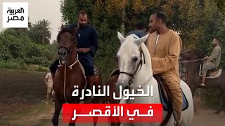 خيول نادرة في الأقصر تتخطى أحيانًا العربي الأصيل: تتفوق في رياضة "المرماح"