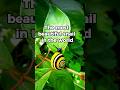 The Most Beautiful Snail in the World Is Disappearing