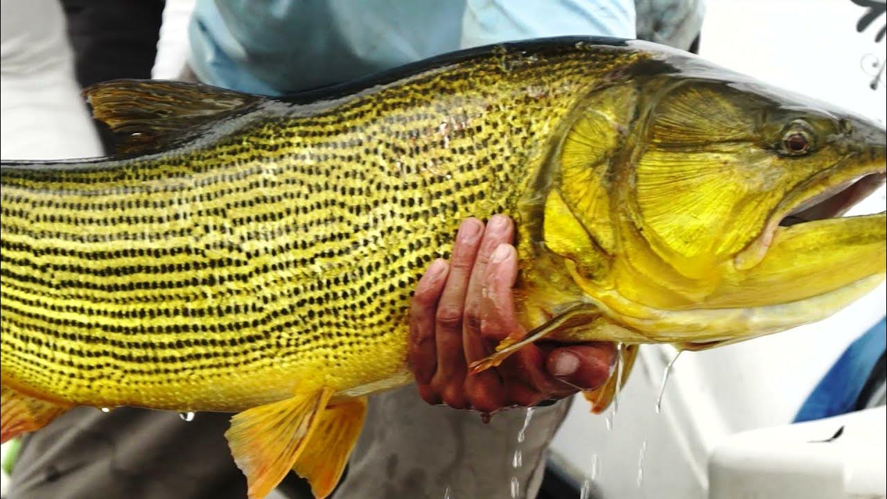 SET Fly fishing's Dorado combo explained YouTube