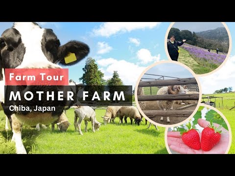 Mother Farm Chiba Japan|Japan Travel Guide