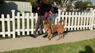 How to Clicker Train your dog to walk LOOSE LEASH, with Canine Learning Academy