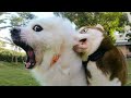 🤣 Funniest  Dogs 🐶 And Cats 😻 Videos - 😹 Try Not To Laugh Pets - Animals From Tik Tok
