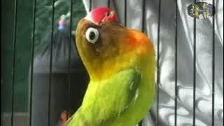 Cocok Buat Pancingan LB Yang Lagi Belajaran Bunyi @gacorbae3506