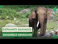 Sri lanka  des lphants de plus en plus dangereux
