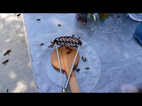 ფუტკრები ატმის ჯემის სუნზე მოფრიდნენ :) Galaxy S8 slow motion - bees fly