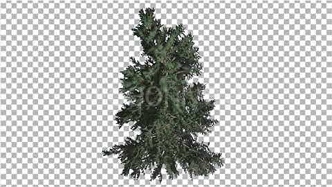 White Fir Crown of Coniferous Evergreen Tree | Motion Graphics - Envato elements