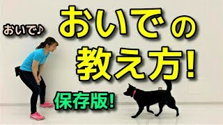 犬 おいで】犬のおいでの教え方！【犬のしつけ＠横浜】by遠藤エマ先生 