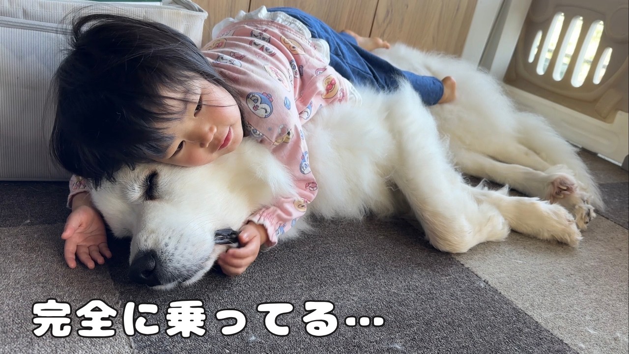 沼る】シャンプー終わりの超大型犬が気持ち良すぎて完全に乗って 