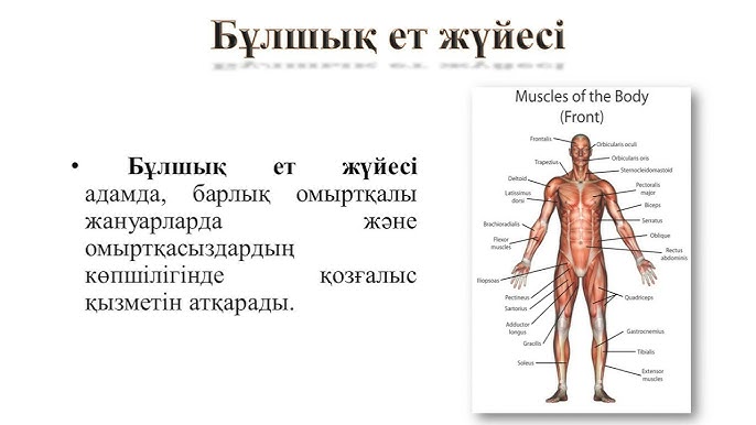 Еркектер қоғамдық көлікте порнографиямен айналысады