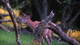 Cervidés dans les Hautes-Vosges, hors brame, 2015-16