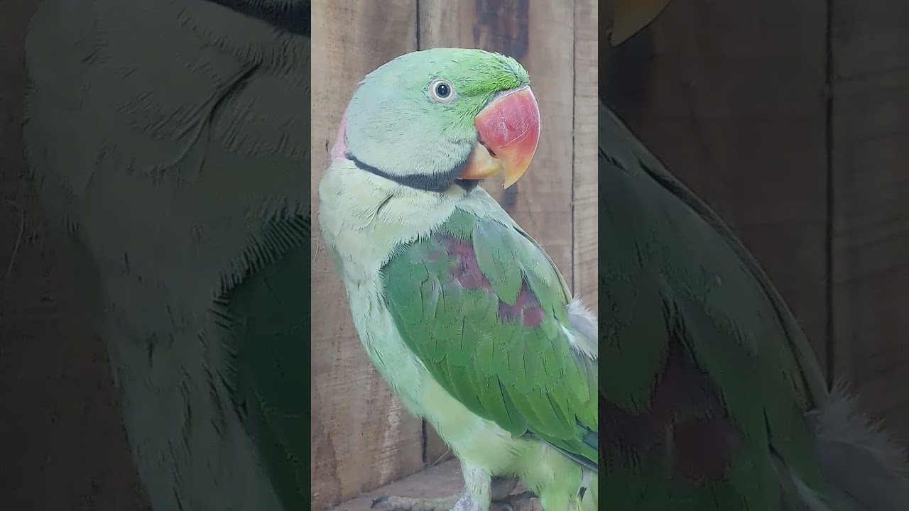 My Parrot, Talking Parrot, Parrot Voice,  Short, Shorts, #Shorts