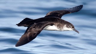 D200 Ep 11: Manx shearwaters (30 shearwaters are released after landing on the Darwin200 ship)