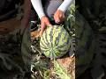 Cutting watermelon and eating so sweet #fruit #yummy #sweet #shorts #viral