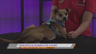 SPCA of East Texas: Genevieve