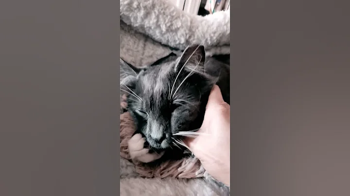 Video 8168691: mainecoon purr, adopt mainecoon cat, mainecoon cats love