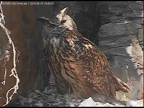 Eifel Lotte Watches the Ledge April 25 2020 live cam preview