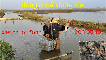 xiệt chuột đồng ếch bự to, đồng chuẩn bị xạ lúa , quá nhiều ếch ngon