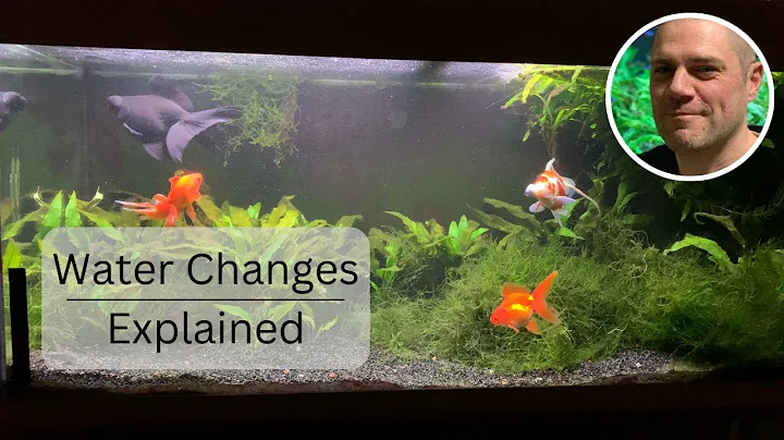 Goldfish Water Changing Explained - HOW, WHEN AND WHY WE SHOULD CHANGE WATER IN OUR GOLDFISH TANKS - DayDayNews