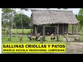 Gallinas criollas y patos modelo avicola tradicional campesino