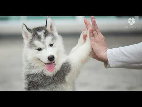 वीडियो: कुत्तों में वरिष्ठ आयु को परिभाषित करना