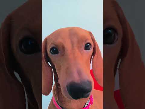an edit of my dog 🐶🐕😂