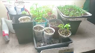 Outdoor Grow 2026: First of the season