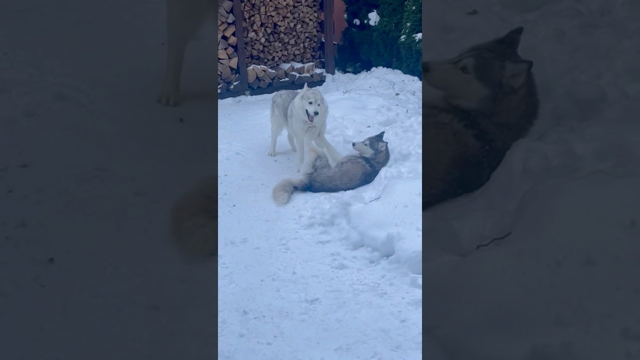 Как хаски согреваются в мороз 🐾❄️ 