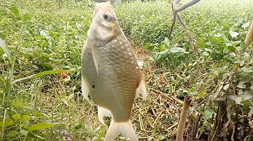 câu cá mè vinh bãi sông lớn cá rô phi cá tra cá dảnh thật mê