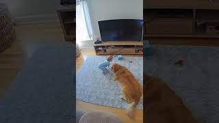 Hero Dog Saves Baby From Falling Tv Caught On Home Security Camera