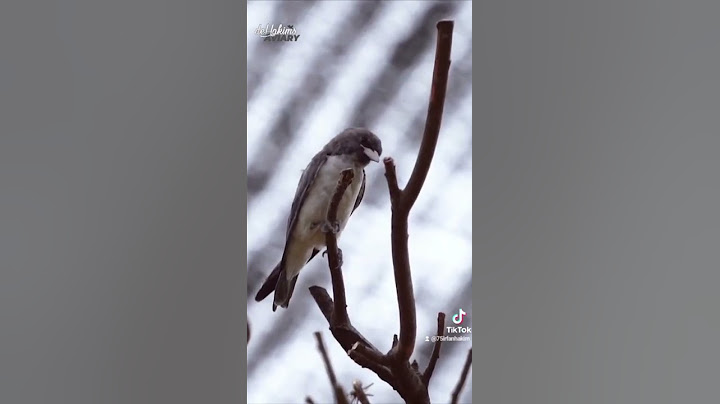 Penampakan Sekilas Air Kolam Dehakims Aviary Yang Sudah Jernih