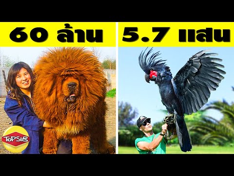 10 สัตว์ราคาแพงที่เมื่อเห็นราคาแล้วต้องร้อง (ว้าว)