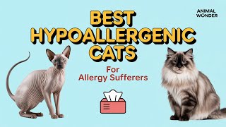 Best Hypoallergenic Cat Breeds for Allergy Sufferers