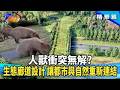 萌寵變災難？400隻水豚君入侵富豪區！公路上的「神秘綠橋」？！專為動物蓋的穿越道【#T觀點】202604253 3 #莊開文 #葉曉甄 #陳志宏 #幸福城市