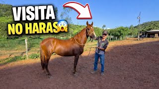 FUI VISITAR UM NOVO HARAS!😱