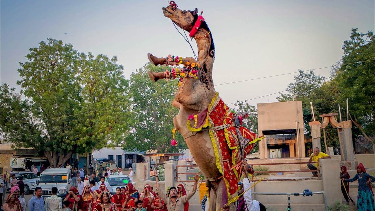              New Marwadi Dj Song 2023  New Camel dance