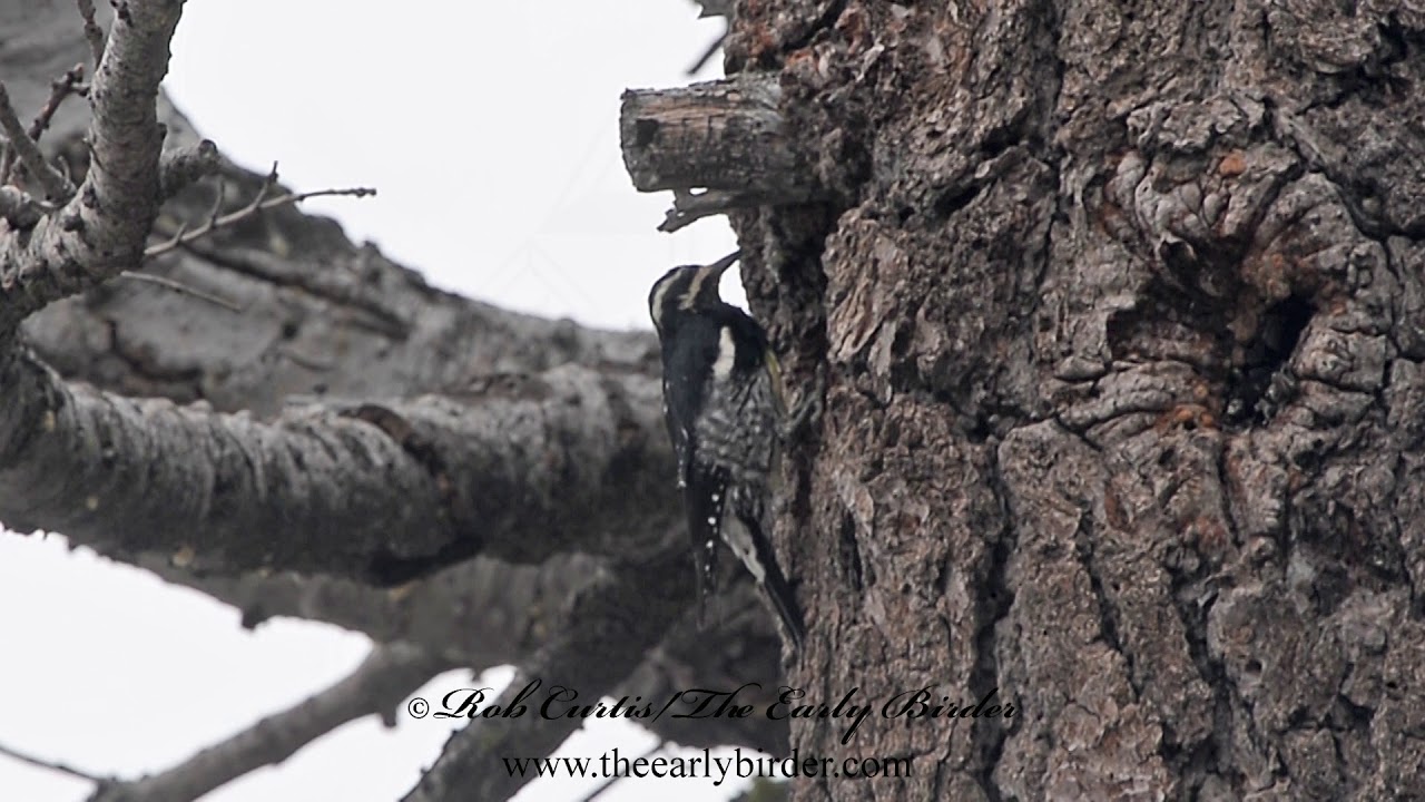 WILLIAMSON'S SAPSUCKER drilling Sphyrapicus thyroideus 